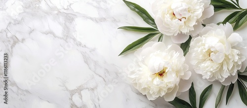 Lovely blooming white peony...