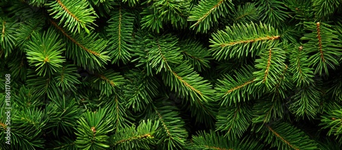 many green fallen needles f...