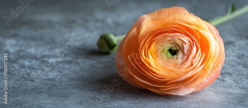 Closeup of peach ranunculus...