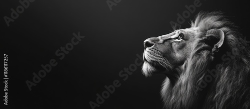Lion gazes to the right wit...