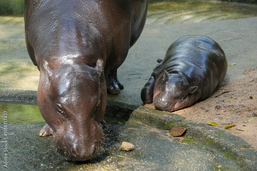 Pygmy Hippopotamus  mother and baby