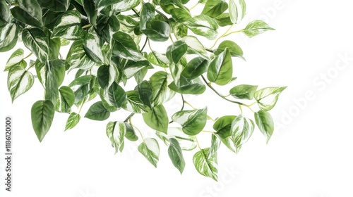 Variegated leaves, hanging, studio, white background, website design
