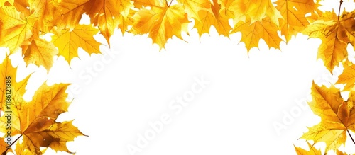 Frame of yellow autumn mapl...