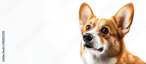 Pembroke Welsh Corgi portra...