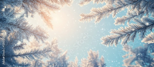 Snow covered frosty fir bra...