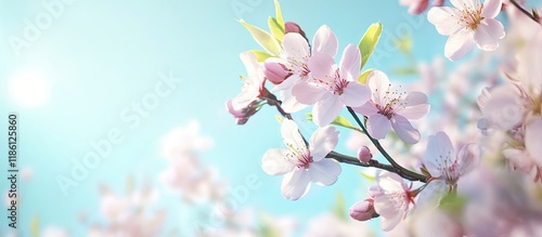 Fruit tree blossoms set aga...