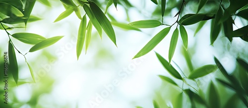 Close up of a bamboo forest...