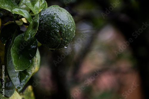 Sour orange during a day of heavy rain