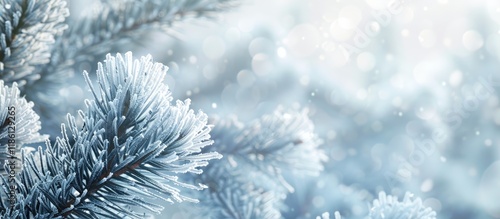 Pine branches blanketed in ...