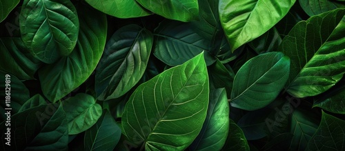 Wallpaper Mural Green nature background Close up of green leaf texture for a natural and fresh wallpaper theme. with copy space image. Place for adding text or design Torontodigital.ca