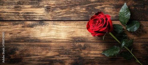Red rose flower with copysp...
