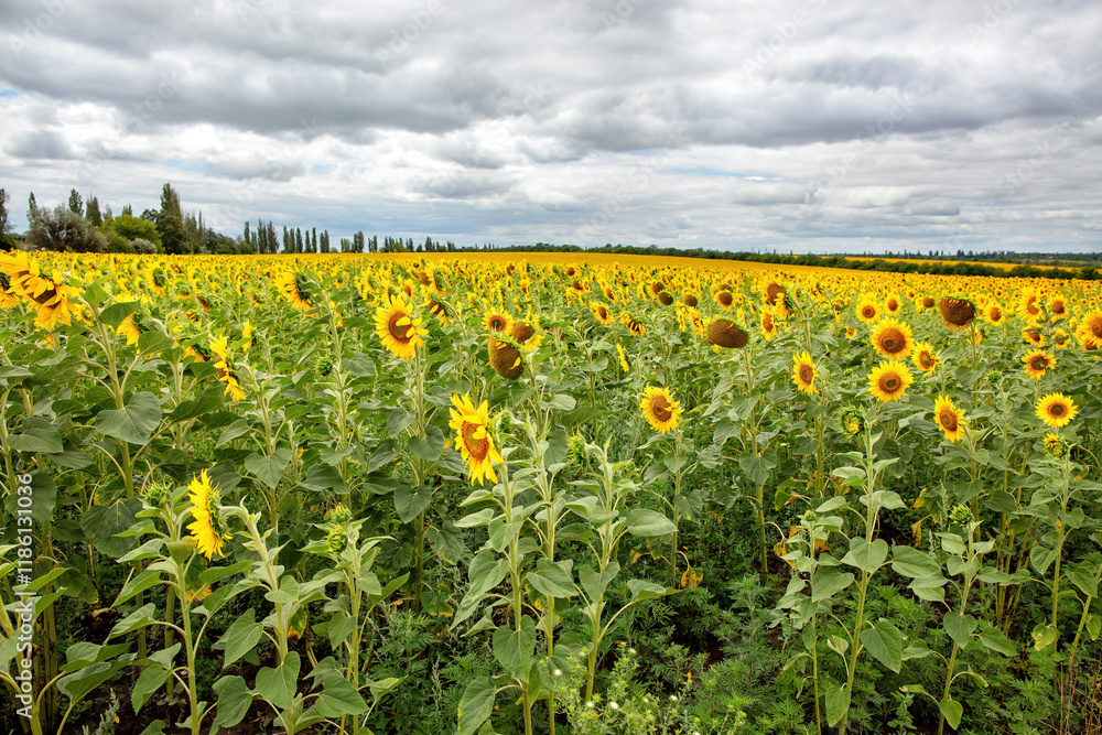 Sunflower field stretches under a cloudy sky during late summer in a rural landscape