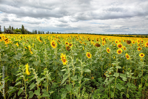 Obraz na płótnie Sunflower field stretches under a cloudy sky during late summer in a rural landscape w salonie