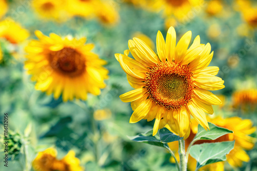 Sunflowers bloom brightly in a vibrant field under the warm summer sun