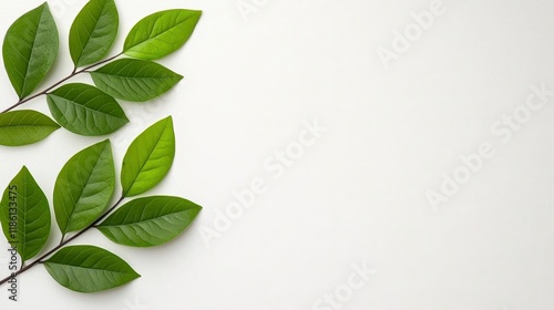 Wallpaper Mural A photostock of lush green leaves on a soft white background, arranged in an aesthetic minimalist style, perfect for eco-friendly themes. High Quality Torontodigital.ca