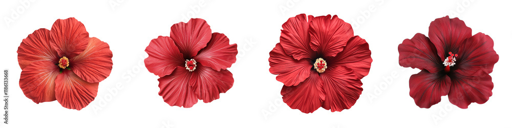 Closeup view of bright red hibiscus flowers with large vibrant petals in full bloom against a soft lush tropical foliage background Hibiscus is a genus of flowering plants in the mallow family Closeup view of bright red hibiscus flowers with large vibrant petals in full bloom against a soft lush tropical foliage background Hibiscus is a genus of flowering plants in the mallow family
