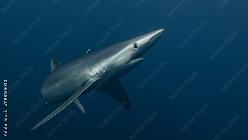 Blue shark (Prionace glauca) in a tight turn. Blue shark (Prionace glauca) in a tight turn.