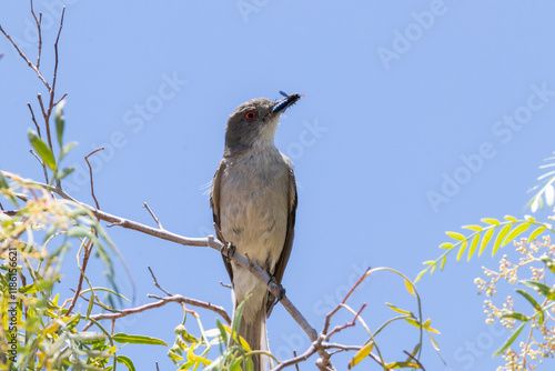 Diucón or Urco chilean bird perching on a tree with a bug in it's beak, the bug is probably a wasp. photo