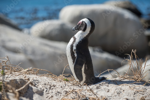 African penguin at Boulders Beach