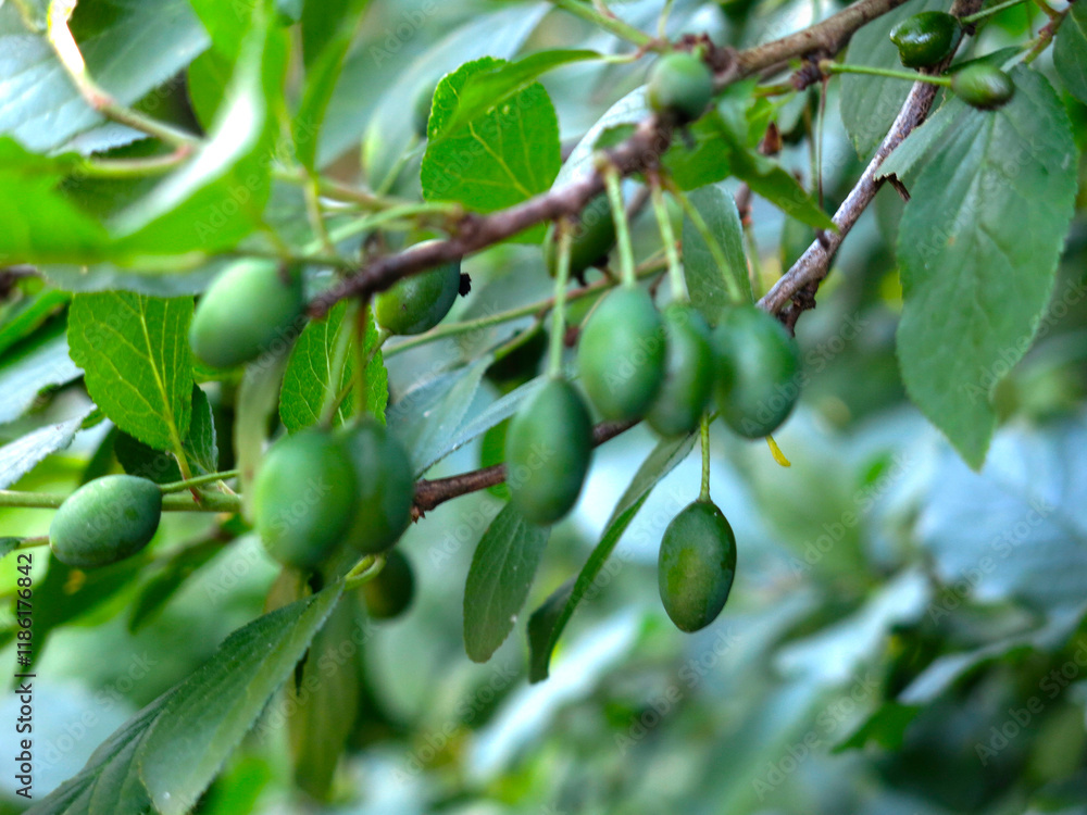 green plums ripen on the branches green plums ripen on the branches