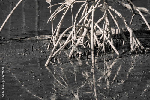 Infrared photograpgy, a bird in a wetland with mangrove roots extending into the water photo