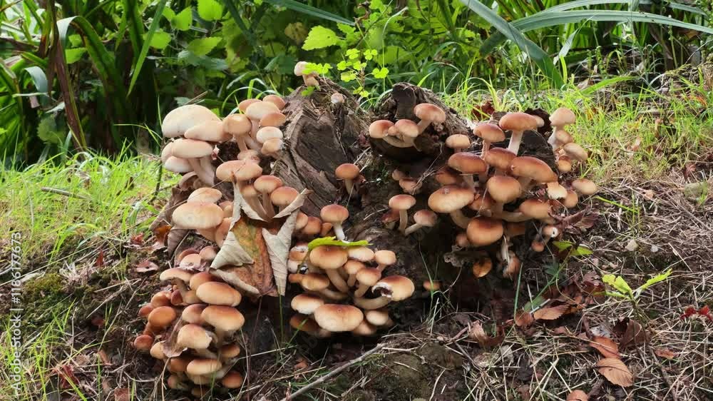 Bunch of mushrooms in the forest in autumn time in natural light. High quality 4k footage Bunch of mushrooms in the forest in autumn time in natural light. High quality 4k footage