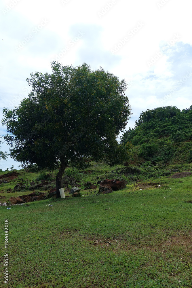 A shady tree in a green meadow on a mountain slope in the morning