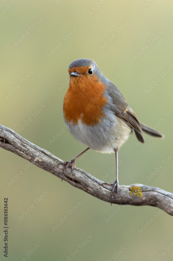 European robin in a Mediterranean forest of pine and oak trees at the first light of a winter day European robin in a Mediterranean forest of pine and oak trees at the first light of a winter day