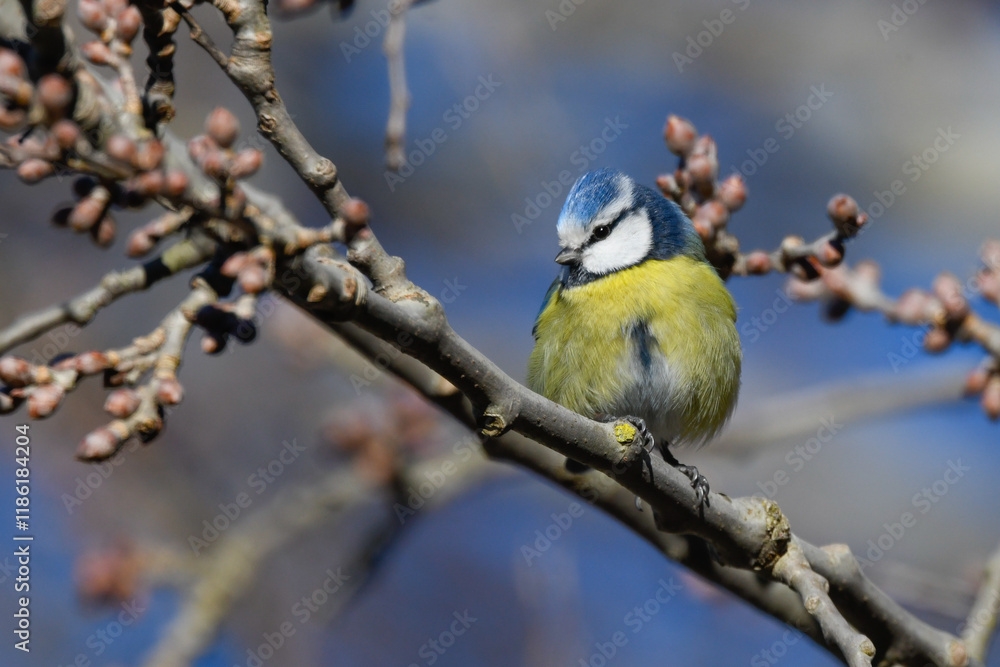 blue tit bird sitting on the branch looking blue tit bird sitting on the branch looking