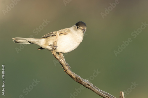 Common whitethroat at first light on an early winter morning in a pine and oak forest photo