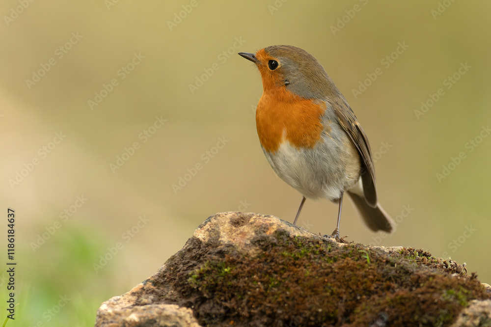 European robin in the last light of the evening in a Mediterranean forest in winter European robin in the last light of the evening in a Mediterranean forest in winter