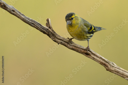 Male Eurasian siskin in the last light of day in a pine and oak forest in winter photo