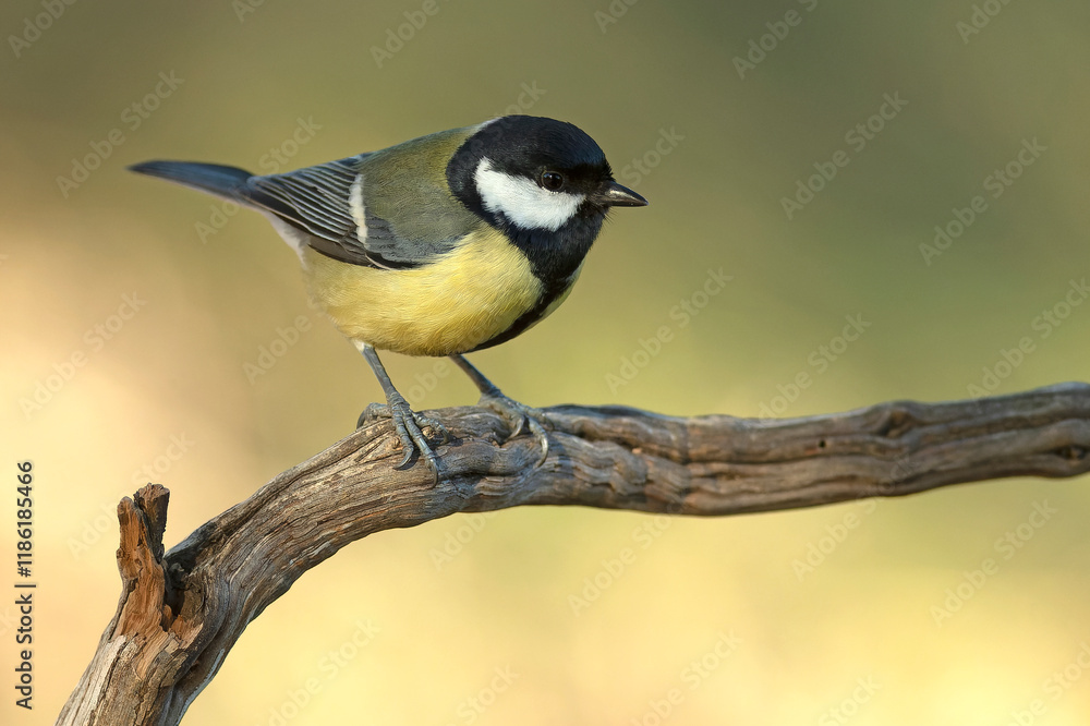 Great tit at the first light of an early winter morning in a pine and oak forest Great tit at the first light of an early winter morning in a pine and oak forest