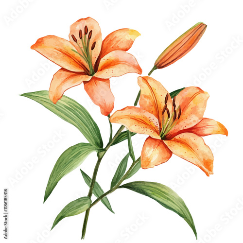 A watercolor painting of an Aztec Lily, isolated on a white background. Aztec Lily vector.
