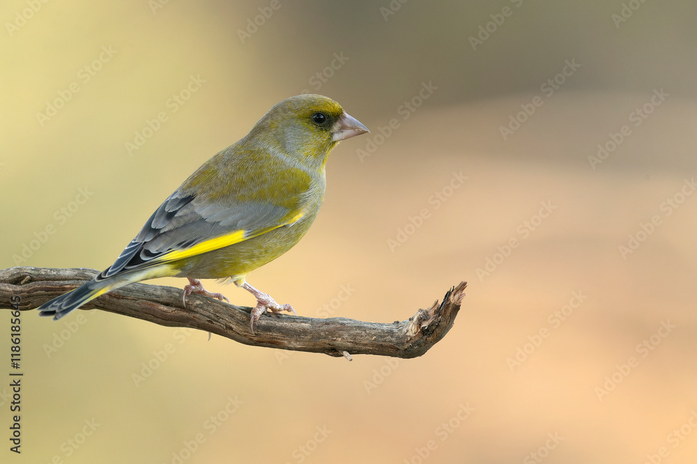 Male European greenfinch in the last light of day in a pine and oak forest in winter Male European greenfinch in the last light of day in a pine and oak forest in winter