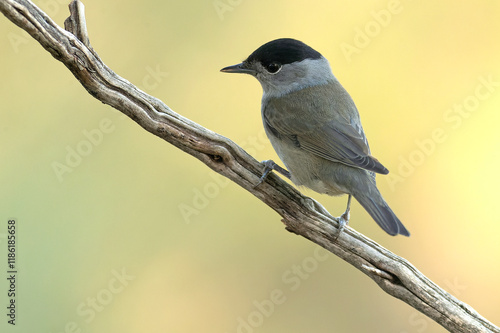 Common whitethroat at first light on an early winter morning in a pine and oak forest photo