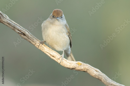 Female Common whitethroat in the last light of day in a pine and oak forest in winter photo