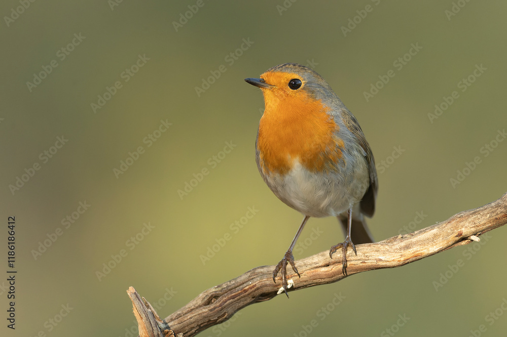 European robin in a Mediterranean forest of pine and oak trees at the first light of a winter day European robin in a Mediterranean forest of pine and oak trees at the first light of a winter day