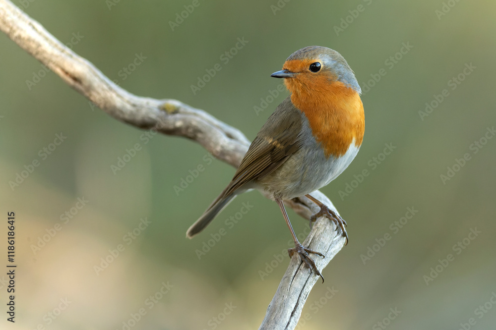 European robin in a Mediterranean forest of pine and oak trees at the first light of a winter day European robin in a Mediterranean forest of pine and oak trees at the first light of a winter day