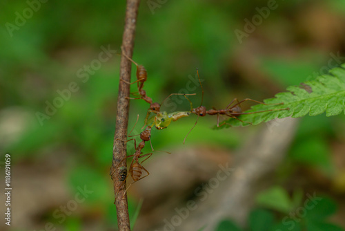 Red ants are fighting for food on a wooden branch photo