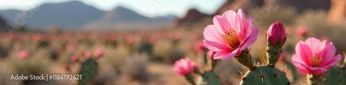 Soft pink cholla cactus flower blooms on a desert branch, nature, Sonoran Desert