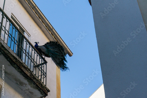 Pavone che vola sui balconi di Lisbona photo