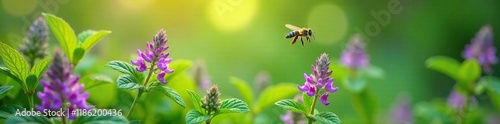 the sweet scent of blooming mint fills the air as bees flit and flutter around the flowers, lush, verdant, fragrance photo