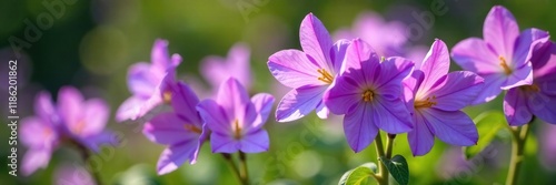 Blooming purple campanula flowers in a garden, campanula, flowers