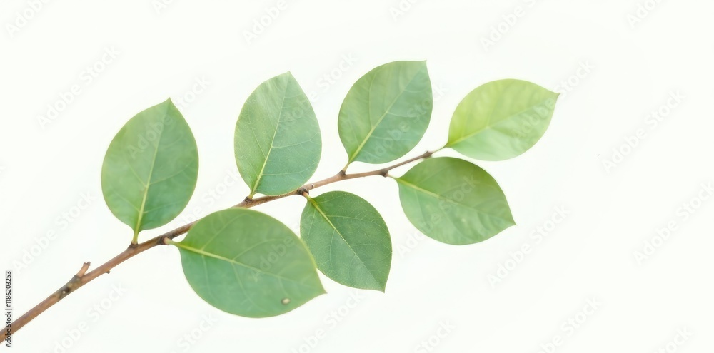 Single eucalyptus branch against white background, green, single branch Single eucalyptus branch against white background, green, single branch