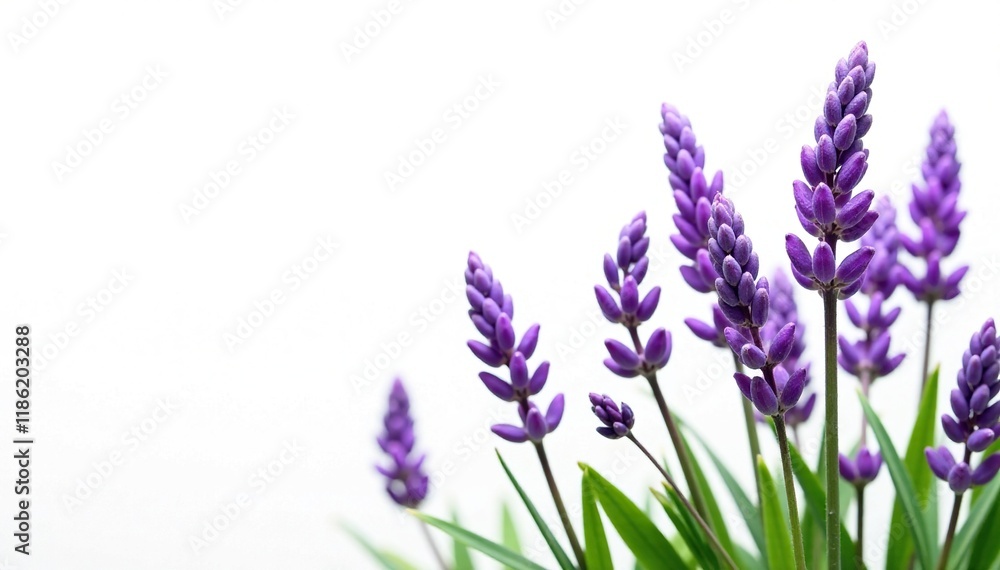 Obraz premium Delicate lavender blooms against crisp white background, isolated, garden