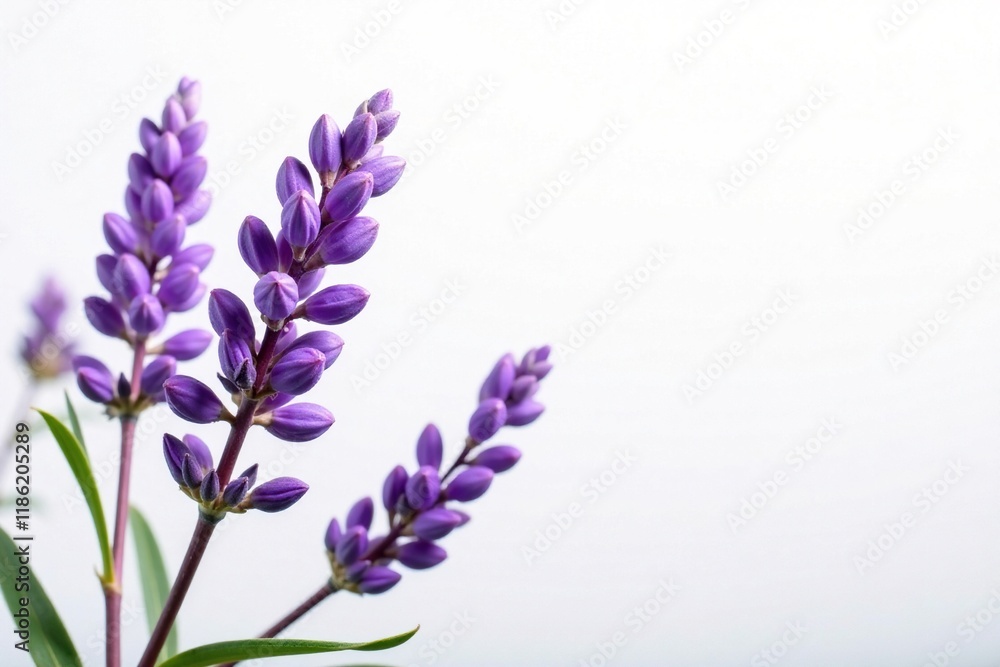 Obraz premium Delicate lavender blooms against crisp white background, isolated, flowers