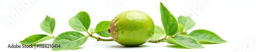 Single beechnut with leaves on white background in isolation, , green