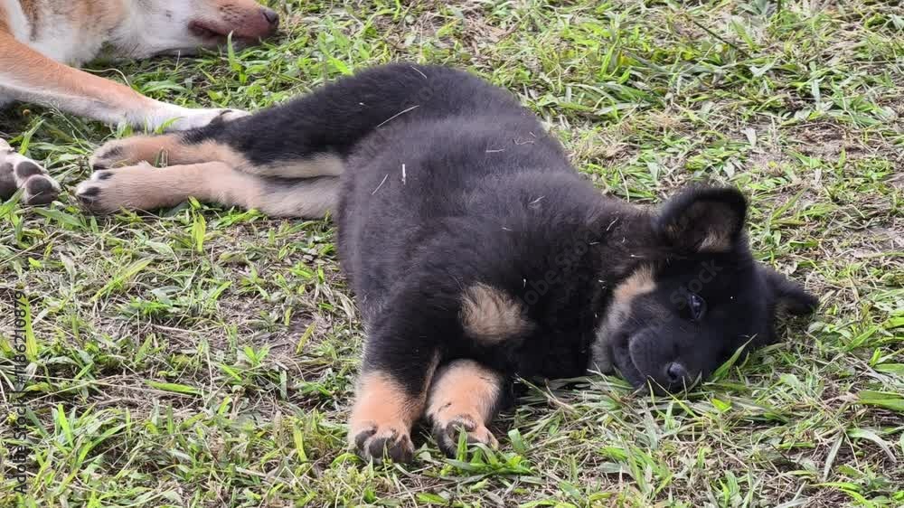 Mother and puppy are lying on the grass. Mother and puppy are lying on the grass.