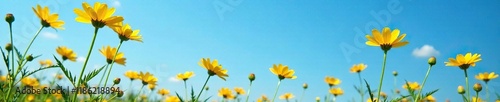 Tall heliopsis stems with yellow flowers against a clear blue sky, heliopsis, blossom, plants photo